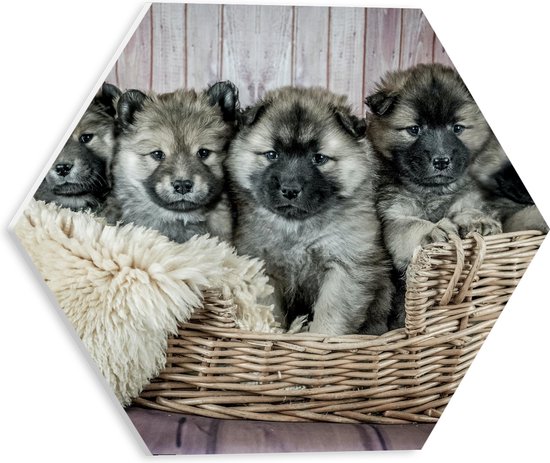 WallClassics - PVC Schuimplaat Hexagon - Schattige Puppy's in Mand met zacht Dekentje - Eurasiër - 30x26.1 cm Foto op Hexagon (Met Ophangsysteem)