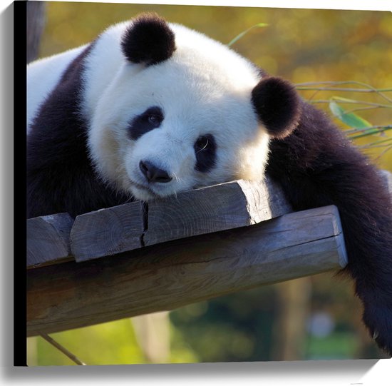 WallClassics - Canvas - Uitrustende Panda op Houten Vlonder - 60x60 cm Foto op Canvas Schilderij (Wanddecoratie op Canvas)