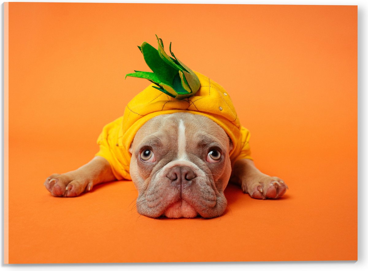 Acrylglas - Hond met Ananas Pak bij een Oranje Achtergrond - 40x30 cm Foto op Acrylglas (Met Ophangsysteem)