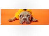 WallClassics - PVC Schuimplaat - Hond met Ananas Pak bij een Oranje Achtergrond - 60x20 cm Foto op PVC Schuimplaat (Met Ophangsysteem)