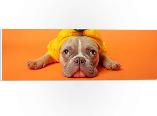 WallClassics - PVC Schuimplaat - Hond met Ananas Pak bij een Oranje Achtergrond - 60x20 cm Foto op PVC Schuimplaat (Met Ophangsysteem)