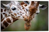 Dibond - Liefdevol Giraffe Duo - 60x40 cm Foto op Aluminium (Met Ophangsysteem)