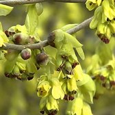 Corylopsis Spicata - Schijnhazelaar 30-40 cm pot