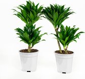 Kamerplanten van Botanicly – 2 × Drakenboom – Hoogte: 60 cm – Dracaena fragr. compacta