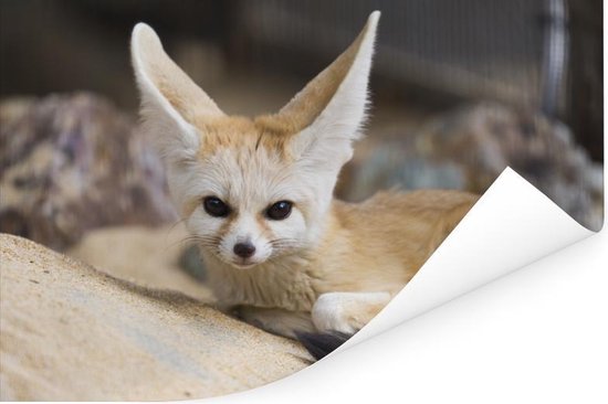 Le renard de Fennec s'allonge au sol et regarde droit dans l'appareil photo Poster 90x60 cm - Tirage photo sur Poster (décoration murale salon / chambre) / Poster Animaux sauvages