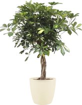 Kamerplant van Botanicly – Vingerboom incl. crème kleurig sierpot als set – Hoogte: 100 cm – Schefflera arb. Gold Capella