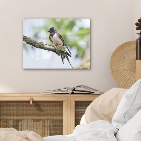 Une hirondelle rustique pose sur une branche Plexiglas 40x30 cm - petit - Tirage photo sur Glas (décoration murale plexiglas)