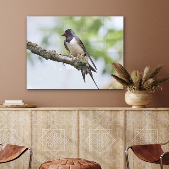 Une hirondelle rustique pose sur une branche Plexiglas 80x60 cm - Tirage photo sur Glas (décoration murale plexiglas)