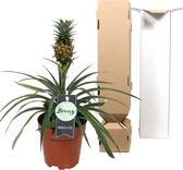 Ananas (Ananas Comosus Corona) – Hoogte: 35 cm – Kamerplant van Botanicly