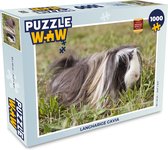 Puzzel Langharige cavia - Legpuzzel - Puzzel 1000 stukjes volwassenen