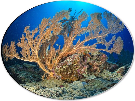 Dibond Ovaal - Oceaan - Zee - Onderwaterleven - Koraal - Duiken - Kleuren - 40x30 cm Foto op Ovaal (Met Ophangsysteem)