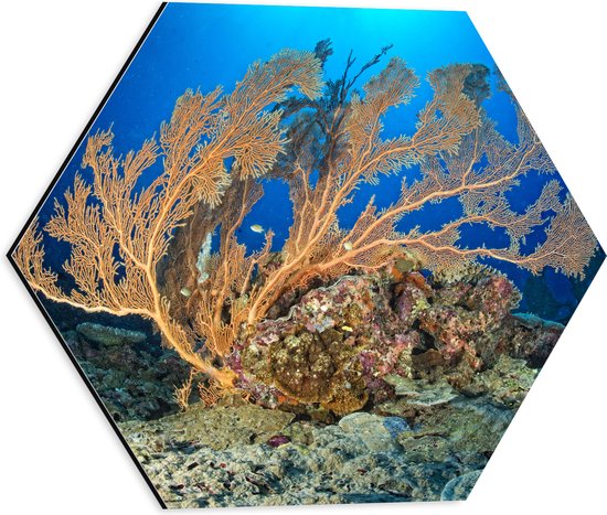 Dibond Hexagon - Oceaan - Zee - Onderwaterleven - Koraal - Duiken - Kleuren - 40x34.8 cm Foto op Hexagon (Met Ophangsysteem)
