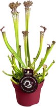 Vleesetende plant – Sarracenia Farnhamii (Sarracenia Farnhamii) – Hoogte: 40 cm – van Botanicly