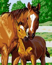 Painting Expert® Schilderen op nummer Volwassenen - Schilderen op nummer Kinderen - Paard en Veulen - 40x50cm - Exclusief Lijst (24 kleurtjes)