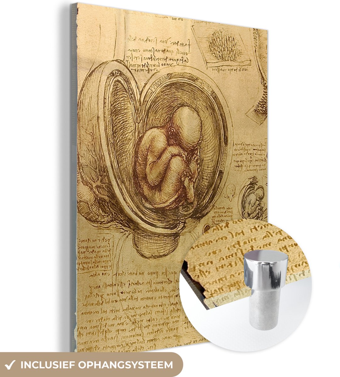 MuchoWow® Glasschilderij 30x40 cm - Schilderij acrylglas - Baby in the womb - Leonardo da Vinci - Foto op glas - Schilderijen