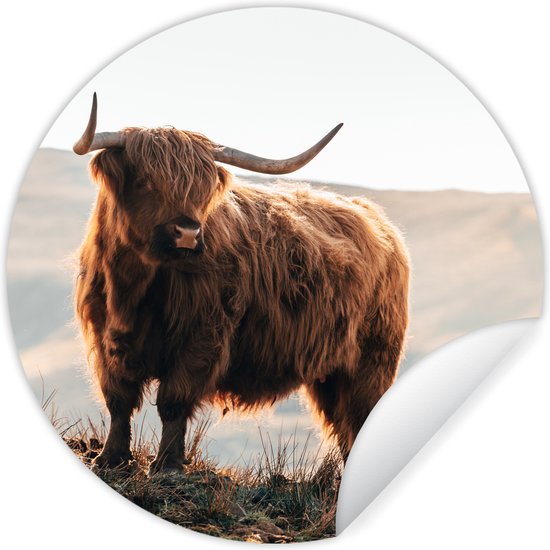 Muurstickers Schotse hooglander - Dieren - Koe - Natuur - Behangsticker - Behangcirkel zelfklevend - Wandbekleding - Ronde muurdecoratie - 30x30 cm - Muursticker cirkel - Plak stickers - Wall sticker