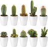 Cactussen - 10 stuks + potjes