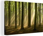 Lumière du soleil d'automne brille sur les vieux arbres Toile 140x90 cm - Tirage photo sur toile (Décoration murale salon / chambre)