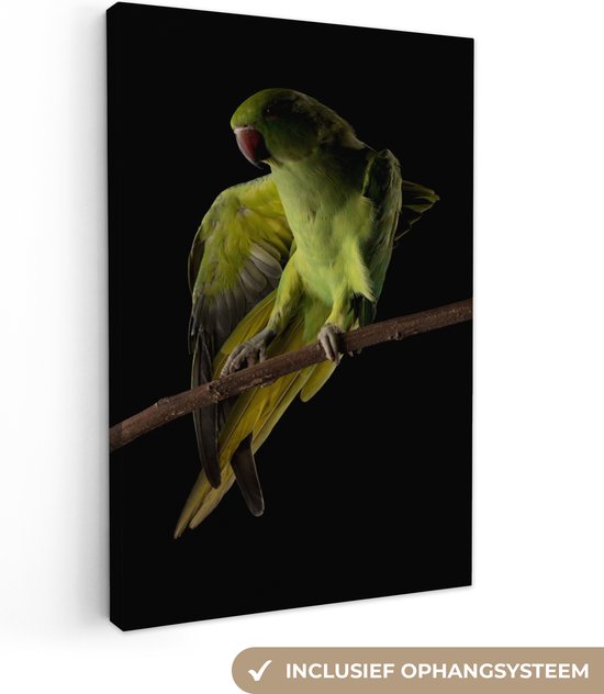 Parrot sur toile fond noir 2cm 20x30 cm - petit - impression photo sur toile peinture Décoration murale salon / chambre à coucher) / Animaux sauvages Peintures Toile