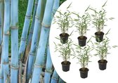Plante en Boite - Fargesia Grex - Set de 6 bambous bleus - Bambou rustique non invasif - Pot 13cm - Hauteur 30-40cm