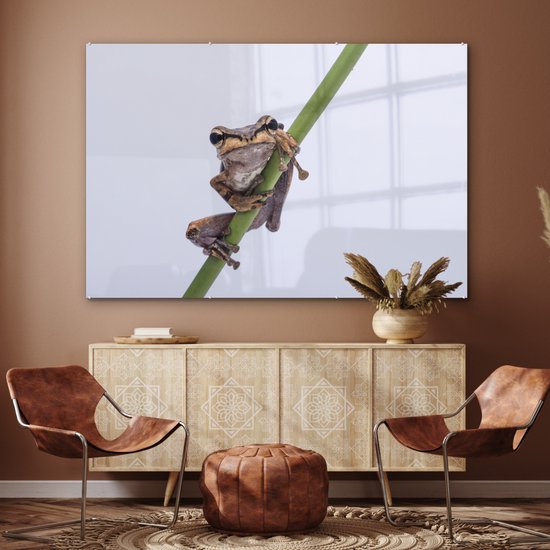 MuchoWow® Peinture sur verre 180x120 cm - Peinture sur verre acrylique - Grenouille - Branche - Grijs - Photo sur verre - Peintures