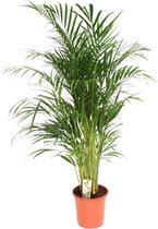 Trendyplants - Areca palm - Golden palm - Plante d'intérieur - Taille du pot Ø24cm - Hauteur 150-170 cm