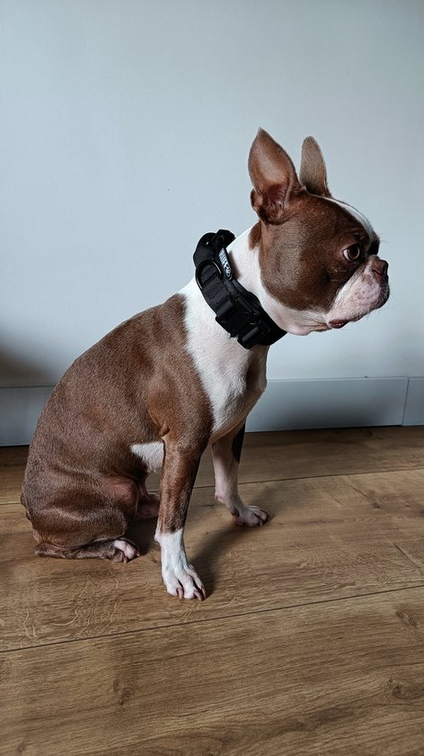 RUFF - Stoere halsband hond - K9 halsband - Complete set met hondenriem - Stoere halsband middelgrote hond - Maat M - Antraciet - Honden halsband training - Halsomtrek 40 - 50 cm - RUFF