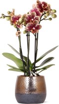 Kolibri Orchids | geel rode Phalaenopsis orchidee – Spain + Elite sierpot copper – potmaat Ø9cm – 40cm hoog | bloeiende kamerplant in bloempot - vers van de kweker