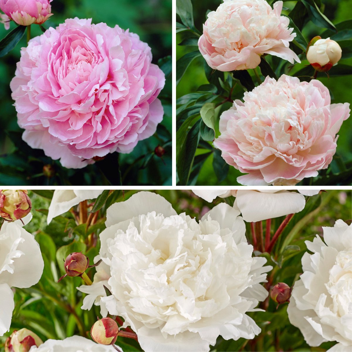 Plant in a Box - Paeonia 'Mix Pink/White' - Set van 4 - Pioenen - Bloemknollen - Zomerbloeiers - Tuinbloemen - Roze/Wit