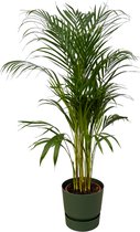 Trendyplants - Areca palm - ↨110cm - Ø21cm inclusief elho Greenville Round groen Ø24cm x ↨23cm