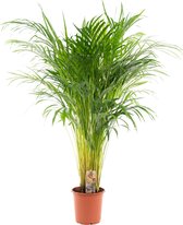 Trendyplants - Areca palm - Goudpalm - Kamerplant - Hoogte 100-120 cm - Potmaat Ø21cm