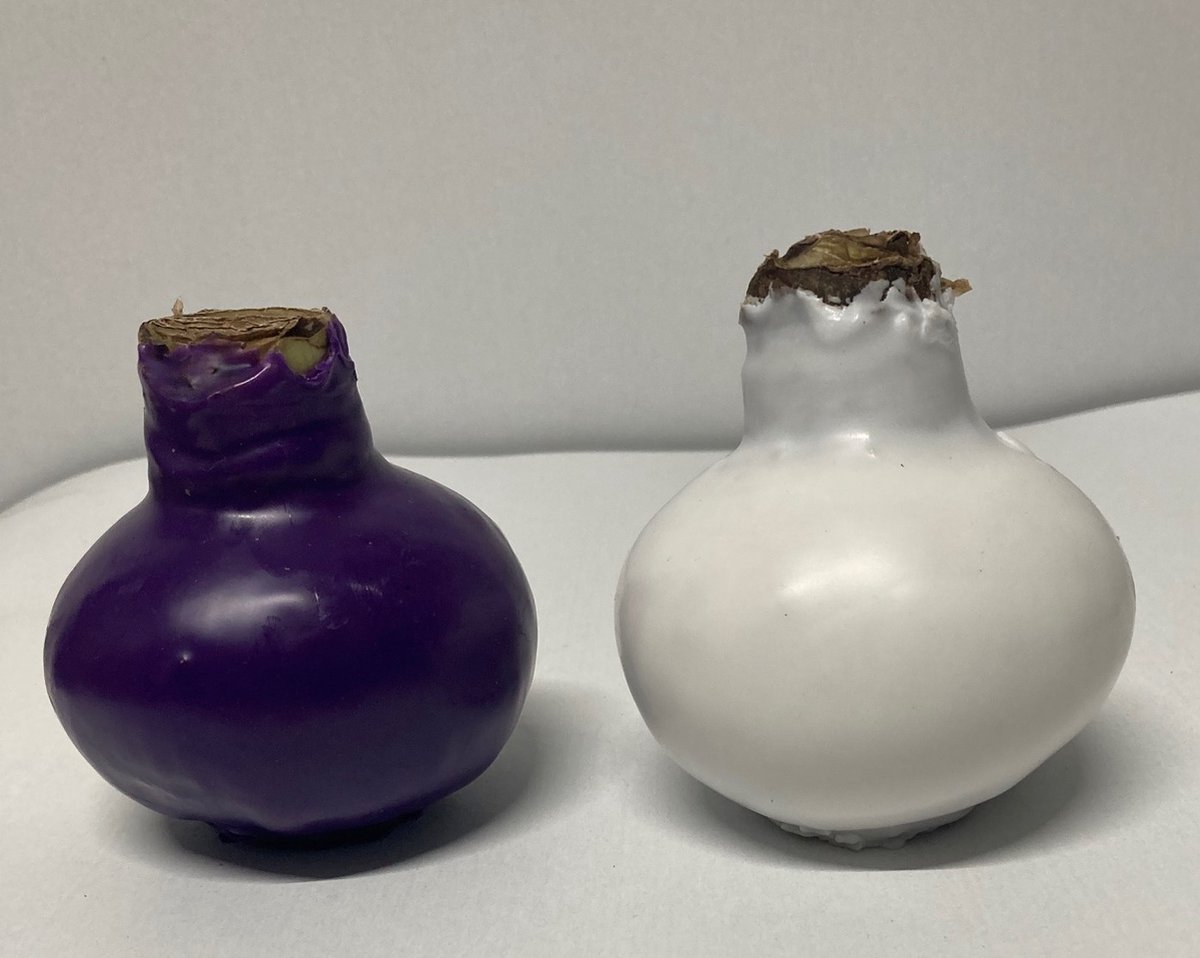 Wax amaryllis duo paars/wit - wax bol
