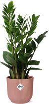 ZZ plant – Zamioculcas (Zamioculcas) met bloempot – Hoogte: 20 cm – van Botanicly
