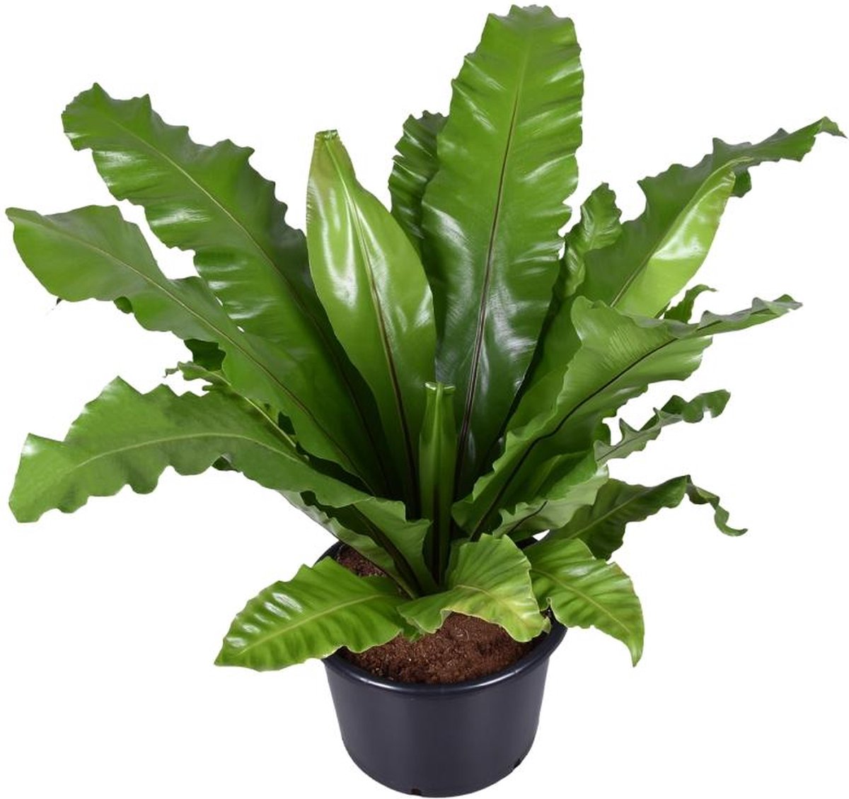 BOTANICLY Varen – Nestvaren (Asplenium Nidus) – Hoogte: 85 cm – van
