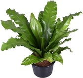 Varen – Nestvaren (Asplenium Nidus) – Hoogte: 85 cm – van Botanicly