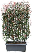 Struiken – Glansmispel (Photinia fraseri) – Hoogte: 180 cm – van Botanicly