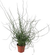 Grassen en bodembedekkers – Pitrus (Juncus Effusus Spiralis) – Hoogte: 30 cm – van Botanicly