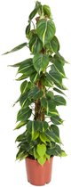Hangplant – Philodendron (Philodendron Scandens Brasil) met bloempot – Hoogte: 120 cm – van Botanicly