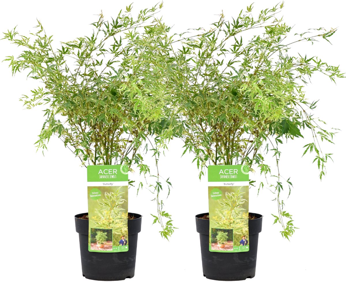Chamaerops vulcano kopen | Groot en uniek assortiment | Gratis verzending vanaf 75 euro Chamaerops vulcano kopen | Groot en uniek assortiment | Gratis verzending vanaf 75 euro