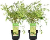 Plant in a Box - Acer palmatum 'Butterfly' - Japanse Esdoorn - Set van 2 - Winterhard - Tuinplant - Pot 19cm - Hoogte 50-60cm
