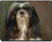 Lhasa Apso Muismat