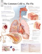 Understanding the Common Cold Paper Poster