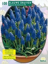 2 stuks Baltus Muscari Armeniacum, Blauw per 100