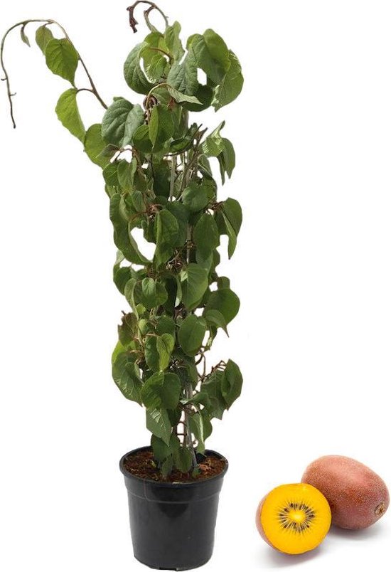 Kiwi plant in 21cm pot. 75cm hoog. Gele Kiwi's. Klimplant