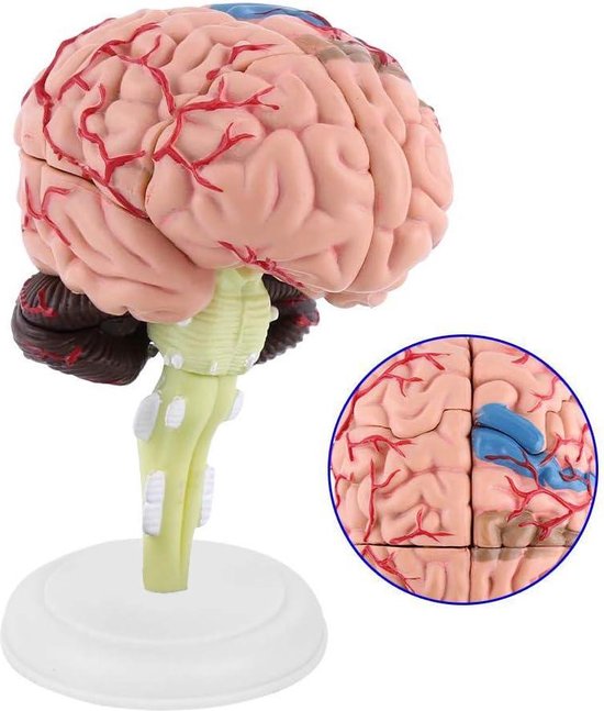 Modèle anatomique du Cerveau humain, coupe transversale médicale en plastique pour l'éducation - Modèle Anatomie .