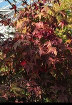 2 x palmiers Acer . 'Osakazuki' - Esdoorn du Japon 'Osakazuki' 50- 60 cm en pot