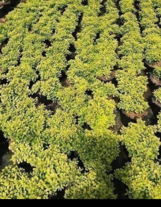 Zuurbes - Japanse berberis - Berberis thunb. 'Atropurpurea
