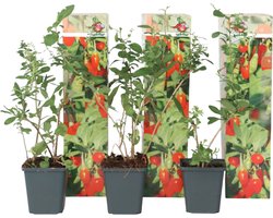 Plant in a Box - Lycium Barbarum - Set van 3 - Boksdoorn - Goji bes - Pot 9cm - Hoogte 25-40cm
