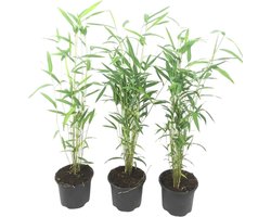 Plant in a Box - Fargesia papyrifera 'Blue Dragon' - Bamboe - Set van 3 - Pot 13cm - Hoogte 30-40cm