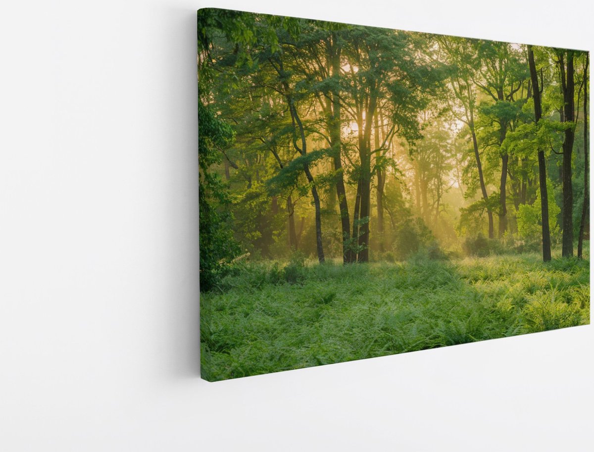 Saammp Canvas Schilderij - bos - Grote Bomen - Landschap - Natuur - 45x30 - Foto op canvas - Wanddecoratie - Muurdecoratie Woonkamer - Slaapkamer decoratie - Canvas Print Multicolor